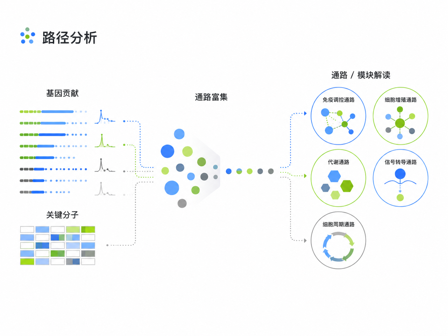 基因贡献与生物通路分析示意图